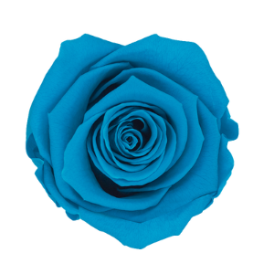 Rosa Aguamarina