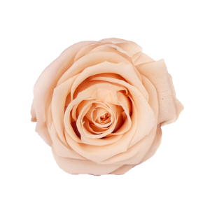 Rosa Melón Cantalupo