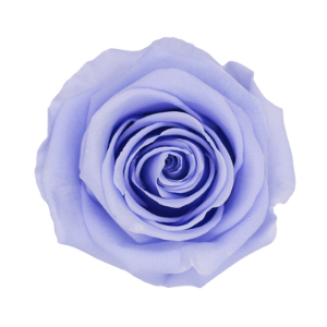 Rosa Lavanda Fría