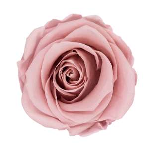 Rosa Dusty Rose