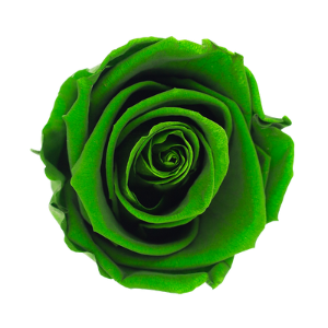 Rosa Verde Esmeralda