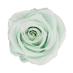 Rosa Verde Menta