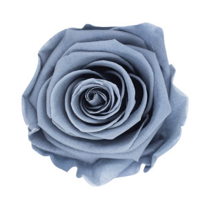 Rosa Sombra Nocturna