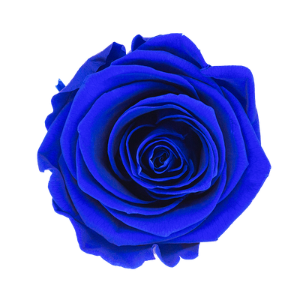 Rosa Azul Océano