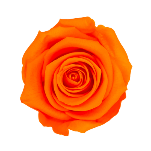 Rosa Llama Naranja