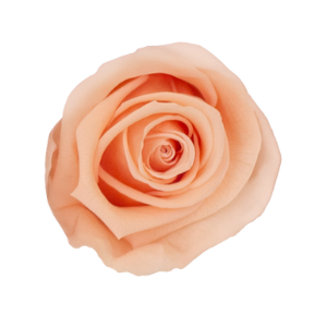 Rosa Néctar Durazno