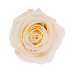 Rosa Blanco Perla – Akiles Roses