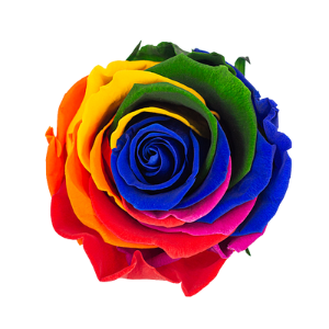 Rosa Arcoíris