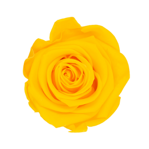 Rosa Amarillo Soleado