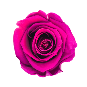 Rosa Ciruela Terciopelo