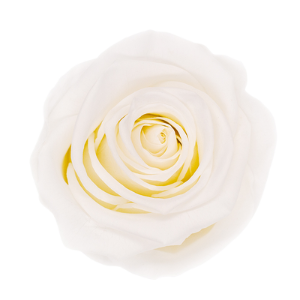 Rosa Blanco Puro