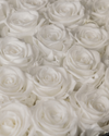 Pure White Preserved Roses