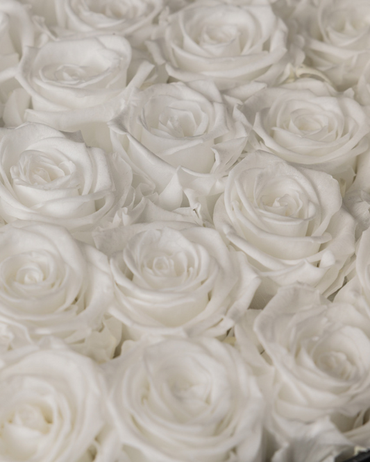 Rosas Preservadas Pure White