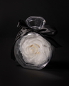 Rose éternelle blanche