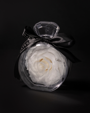 Rosa Eterna Blanca
