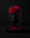 Eternal Red Rose in Dome