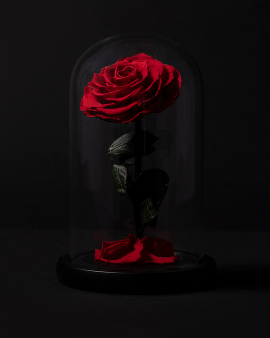 Rosa Roja Eterna en Cúpula