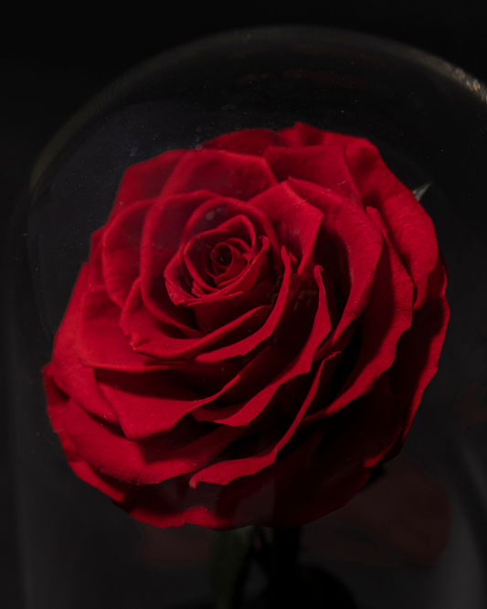 Rosa Roja Eterna en Cúpula