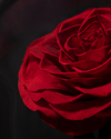 Eternal Red Rose in Dome