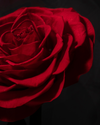 Eternal Red Rose in Dome
