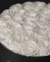 Pure White Preserved Roses