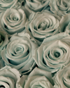 Rosas Eternas Tiffany - Elegancia blanca