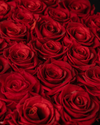 Rosas Eternas Red Infinite