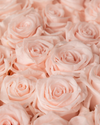 Pink Blush Eternal Roses