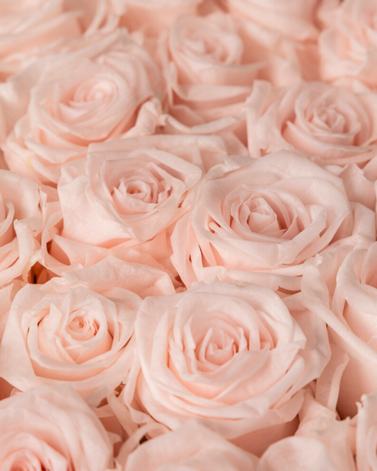Rosas Eternas Pink Blush