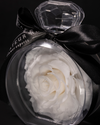 Rose éternelle blanche