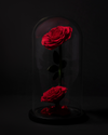 2 Rosas Eternas en Cúpula