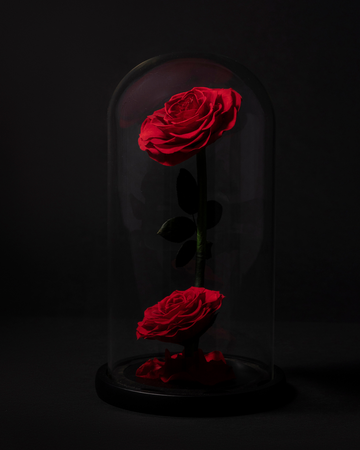 2 Rosas Eternas en Cúpula