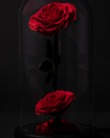 2 Rosas Eternas en Cúpula
