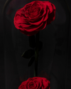 2 Rosas Eternas en Cúpula