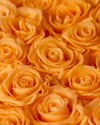 Roses éternelles pêche - Élégance blanche