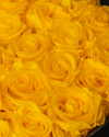 Sunny Yellow Preserved Roses