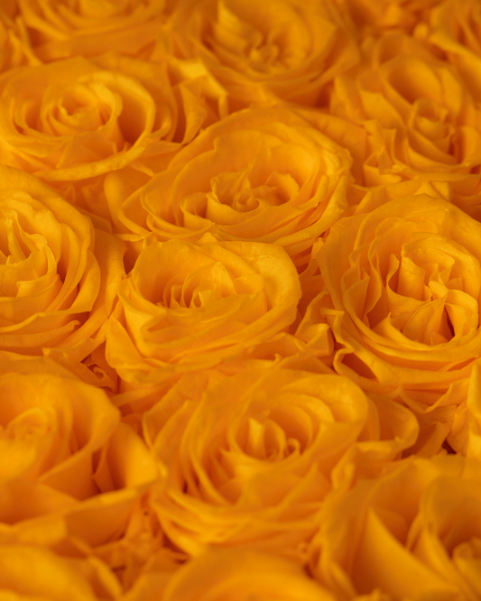 Rosas Preservadas Sunny Yellow - Elegancia blanca