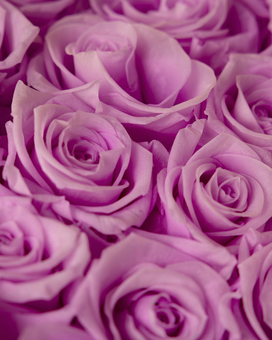 Rosas Eternas Baby Lili - Elegancia blanca