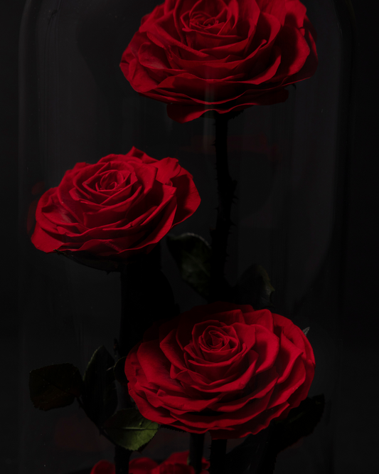 3 Rosas Eternas en Cúpula