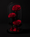 3 Rosas Eternas en Cúpula
