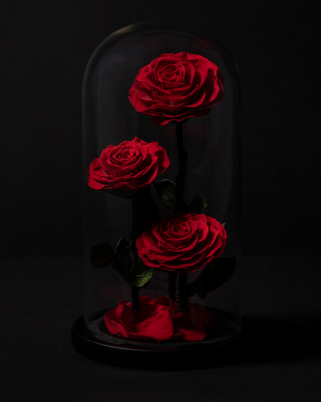 3 Rosas Eternas en Cúpula