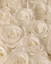 Rosas Preservadas Pure White - Elegancia blanca