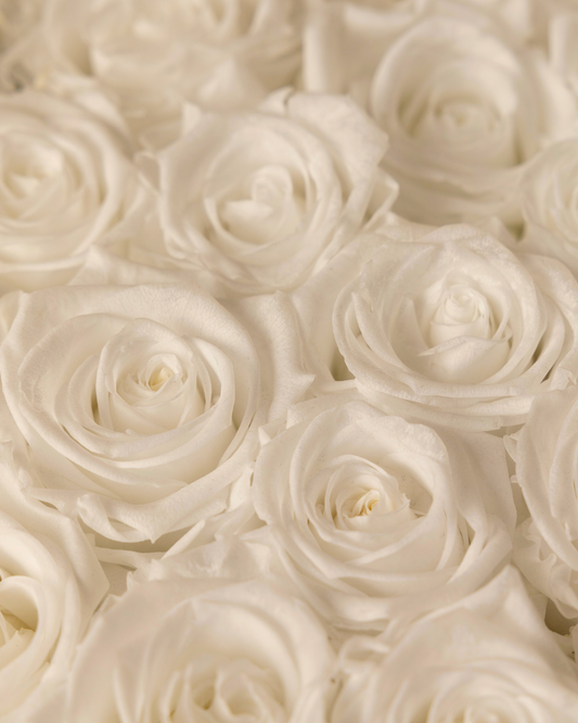 Pure White Preserved Roses - White Elegance