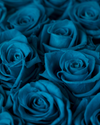 Roses éternelles aigue-marine - Élégance blanche