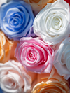 Glamour Mix Color Roses Eternal