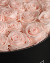 Pink Blush Eternal Roses