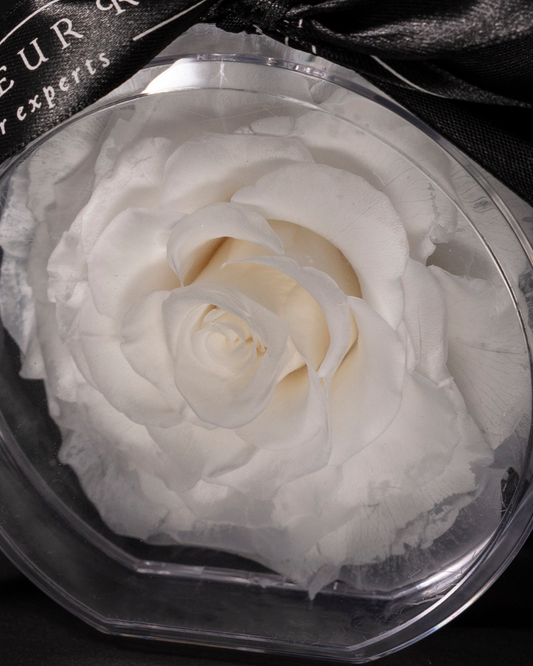 White Eternal Rose