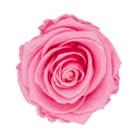 I Love U – Rosas Preservadas en Rosa