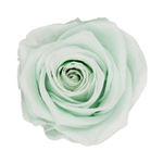 Rosas Eternas Tiffany