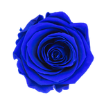 I Love U – Rosas Preservadas Azules